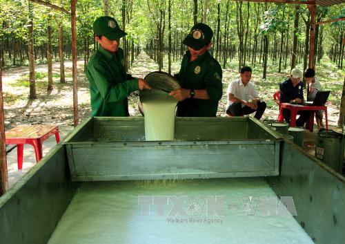 Giá cao su đang trên đà tăng mạnh 